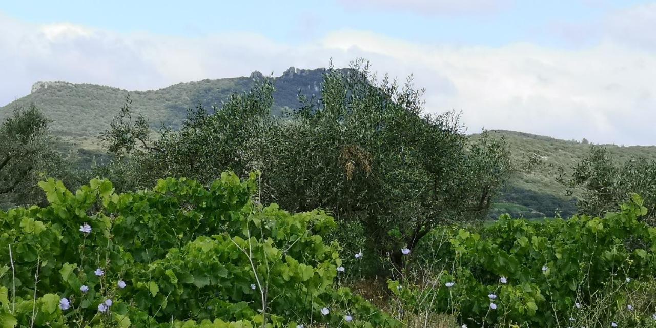 Le Mimosa Bed & Breakfast Saint-Saturnin-de-Lucian Eksteriør bilde