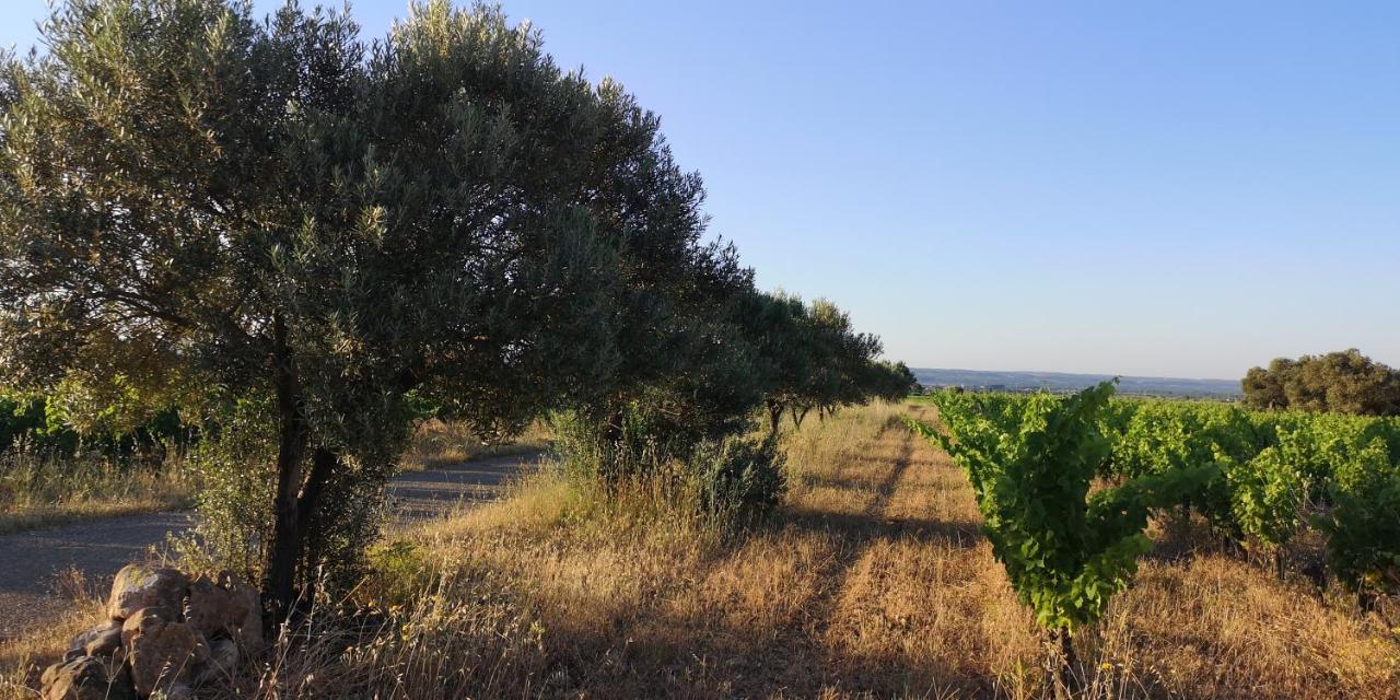 Le Mimosa Bed & Breakfast Saint-Saturnin-de-Lucian Eksteriør bilde
