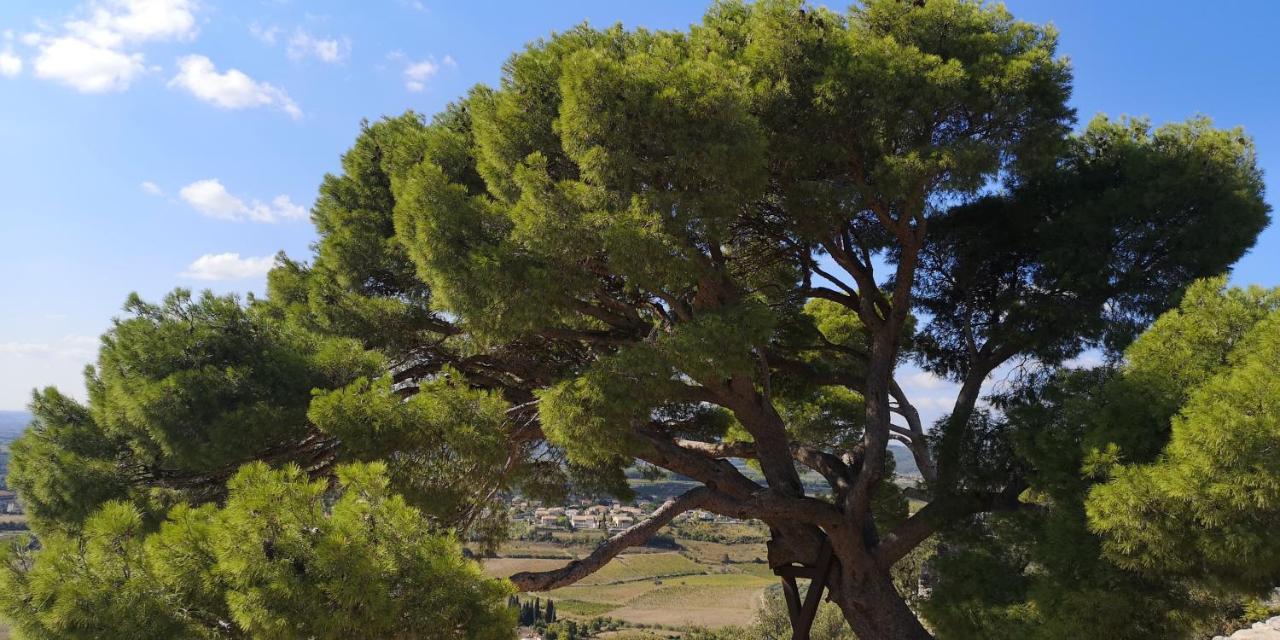 Le Mimosa Bed & Breakfast Saint-Saturnin-de-Lucian Eksteriør bilde